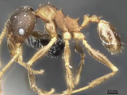 Pheidole capellinii - CASENT0284034