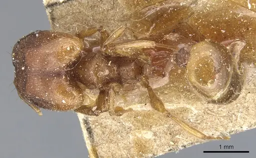 Pheidole capellinii - CASENT0904242