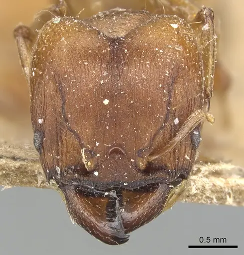 Pheidole capellinii - CASENT0904242
