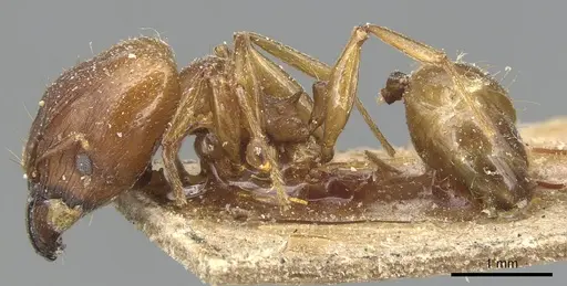 Pheidole capellinii - CASENT0904242