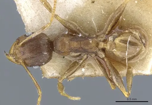 Pheidole capellinii - CASENT0904252