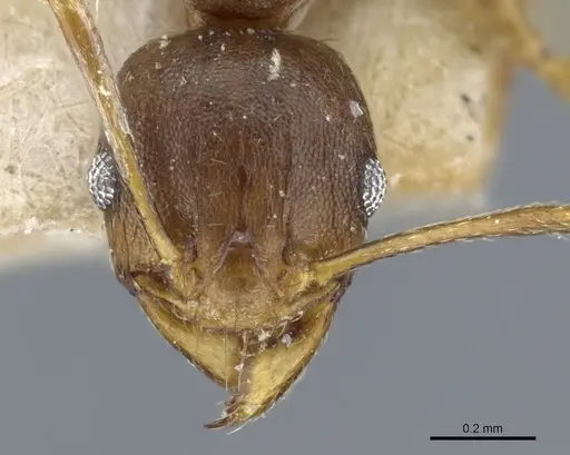 Pheidole capellinii - CASENT0904252
