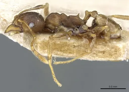Pheidole capellinii - CASENT0904252