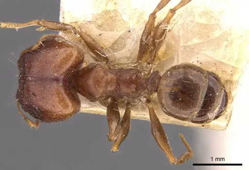 Pheidole capellinii - CASENT0907860