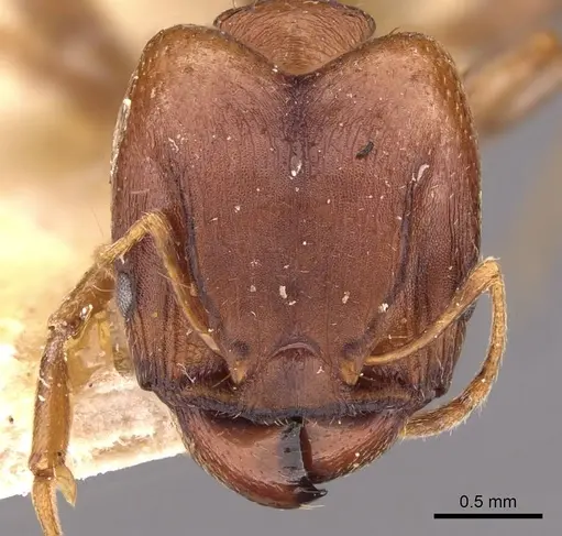 Pheidole capellinii - CASENT0907860