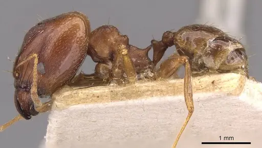 Pheidole capellinii - CASENT0907860