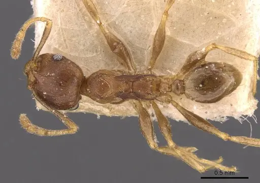 Pheidole capellinii - CASENT0907861