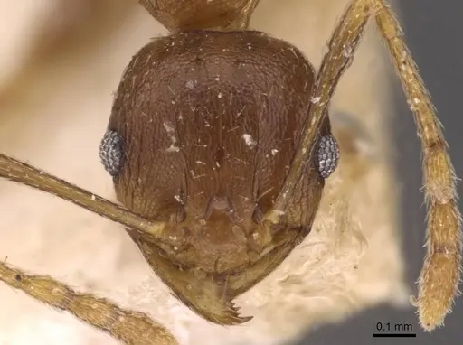 Pheidole capellinii - CASENT0907861
