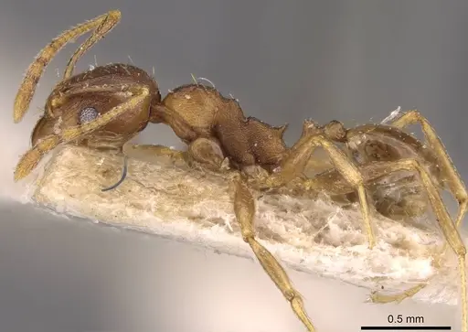 Pheidole capellinii - CASENT0907861