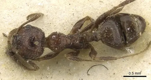 Pheidole capensis specimen
