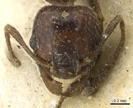 Pheidole capensis specimen