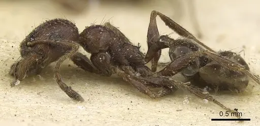 Pheidole capensis specimen