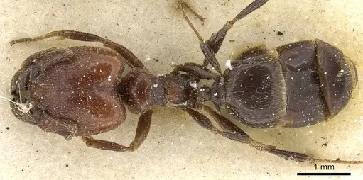 Pheidole capensis - CASENT0901301