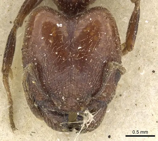 Pheidole capensis - CASENT0901301