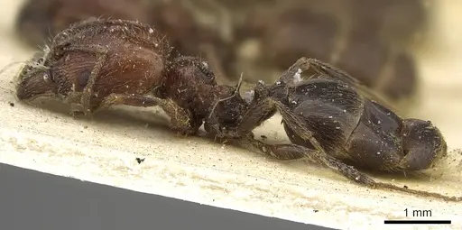 Pheidole capensis - CASENT0901301