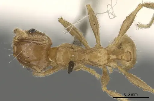 Pheidole capensis - CASENT0901306