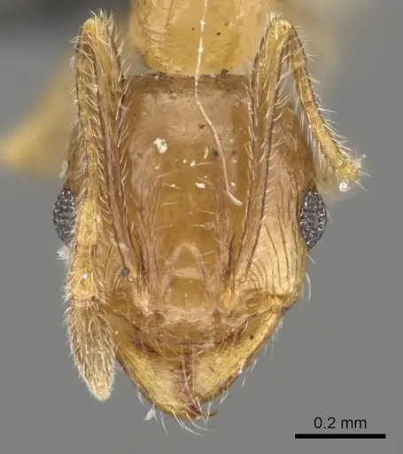 Pheidole capensis - CASENT0901306