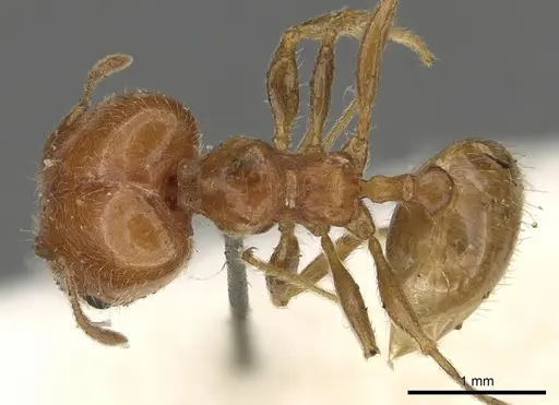 Pheidole capensis - CASENT0901307