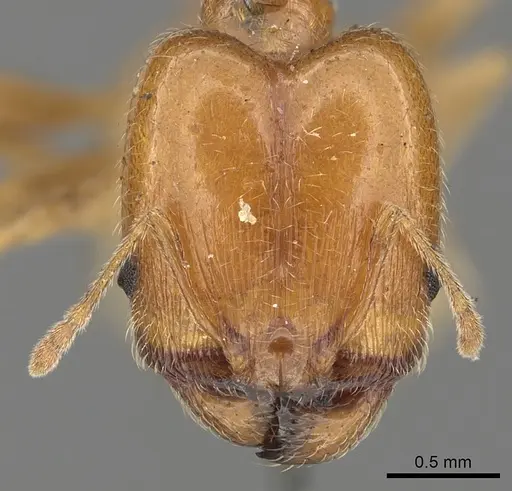 Pheidole capensis - CASENT0901307
