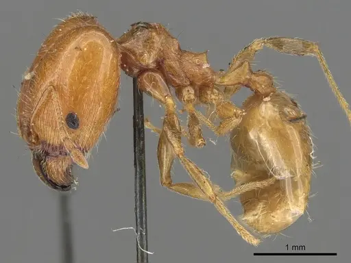 Pheidole capensis - CASENT0901307