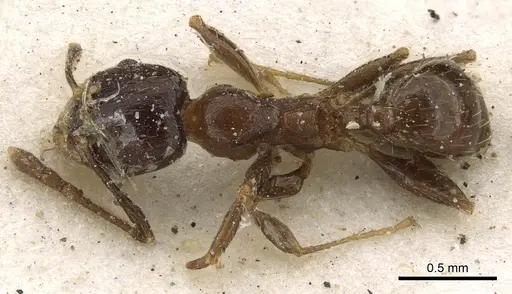 Pheidole capensis - CASENT0901308