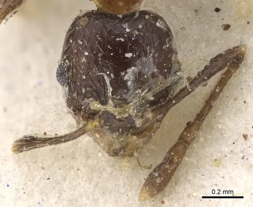 Pheidole capensis - CASENT0901308