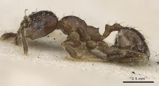 Pheidole capensis - CASENT0901308