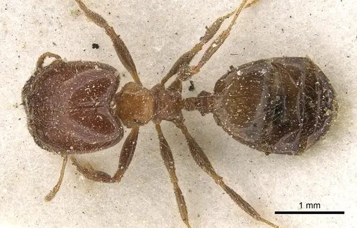 Pheidole capensis - CASENT0901309