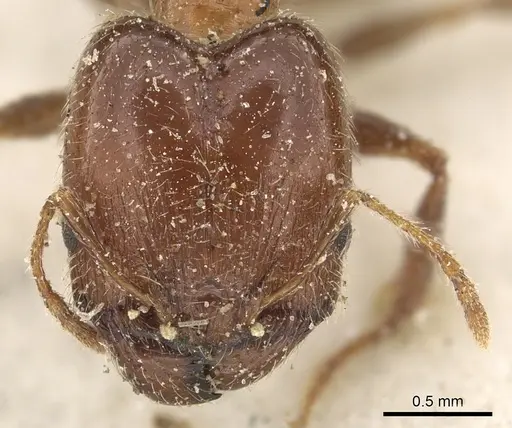 Pheidole capensis - CASENT0901309