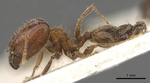 Pheidole capensis - CASENT0901309