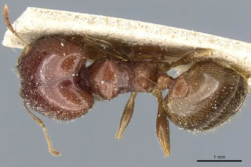 Pheidole capensis - CASENT0904201