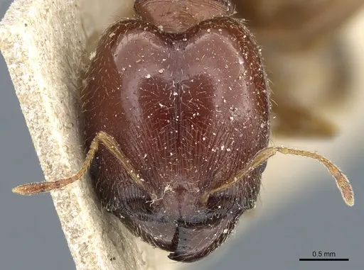 Pheidole capensis - CASENT0904201