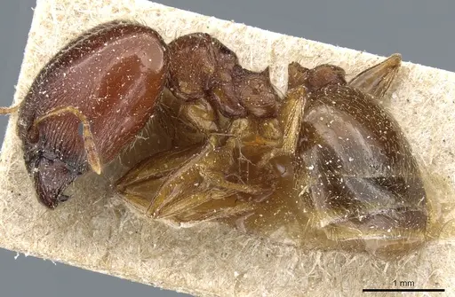 Pheidole capensis - CASENT0904201