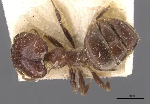Pheidole capensis - CASENT0907777