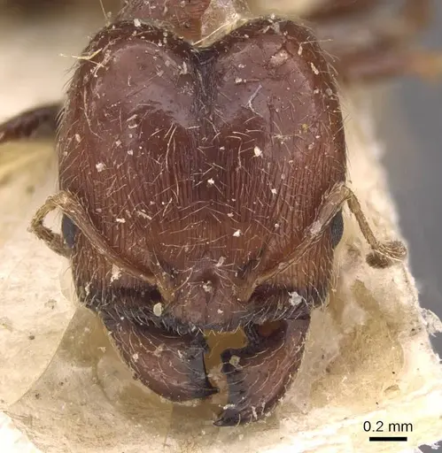 Pheidole capensis - CASENT0907777