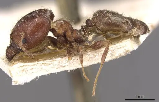 Pheidole capensis - CASENT0907777
