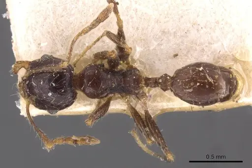 Pheidole capensis - CASENT0907778