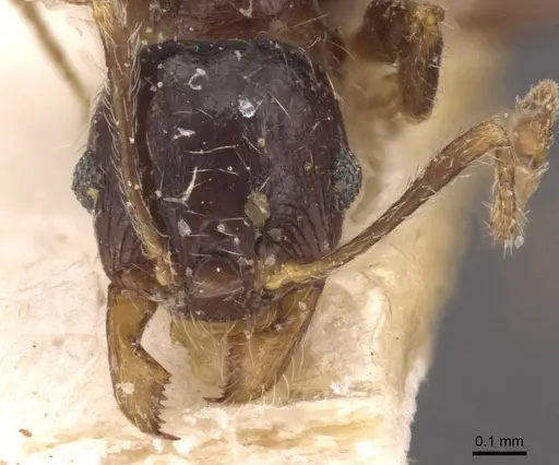 Pheidole capensis - CASENT0907778