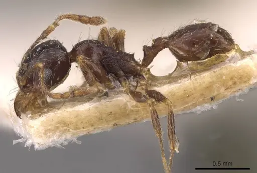 Pheidole capensis - CASENT0907778