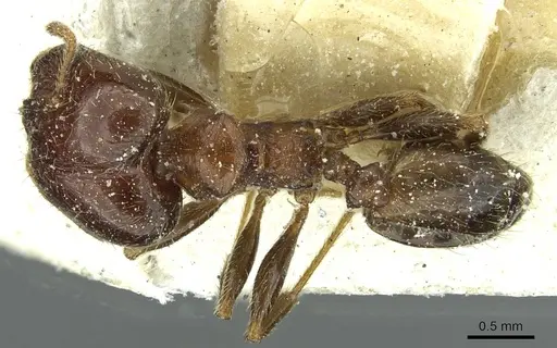 Pheidole capensis - CASENT0913286