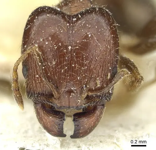 Pheidole capensis - CASENT0913286