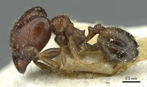 Pheidole capensis - CASENT0913286