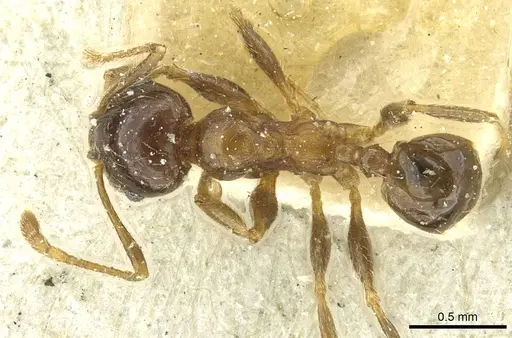 Pheidole capensis - CASENT0913287
