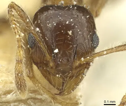 Pheidole capensis - CASENT0913287