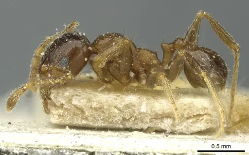 Pheidole capensis - CASENT0913287