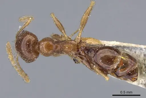 Pheidole capensis - CASENT0922191