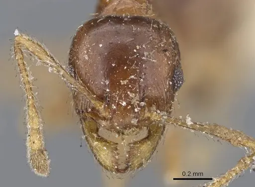 Pheidole capensis - CASENT0922191