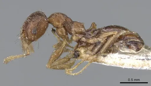 Pheidole capensis - CASENT0922191