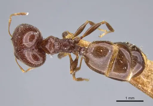 Pheidole capensis - CASENT0922192