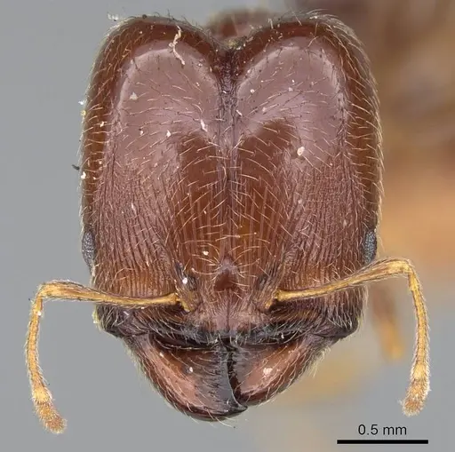 Pheidole capensis - CASENT0922192